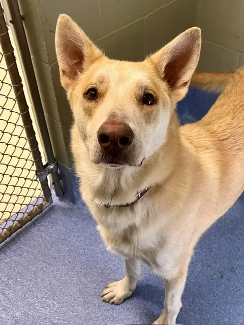 Hunny - Shepherd