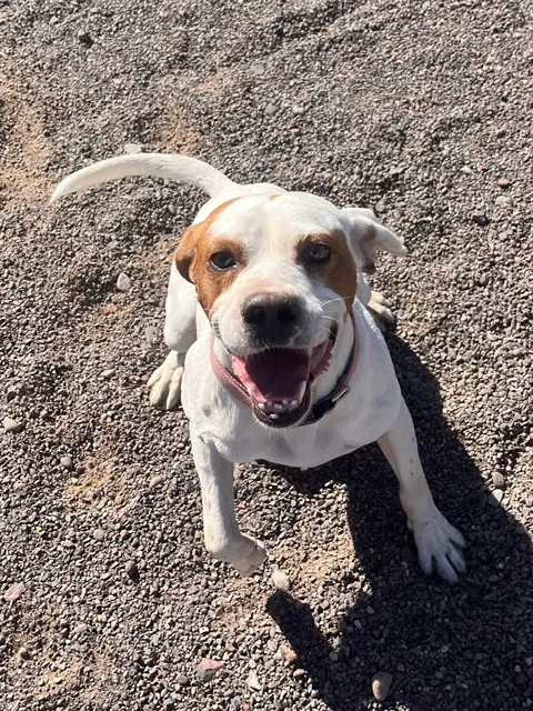 Apricot - Pit Bull Terrier