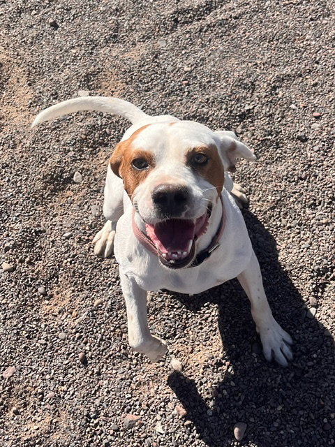 Apricot, a dog for adoption from Humane Society of Burnett County