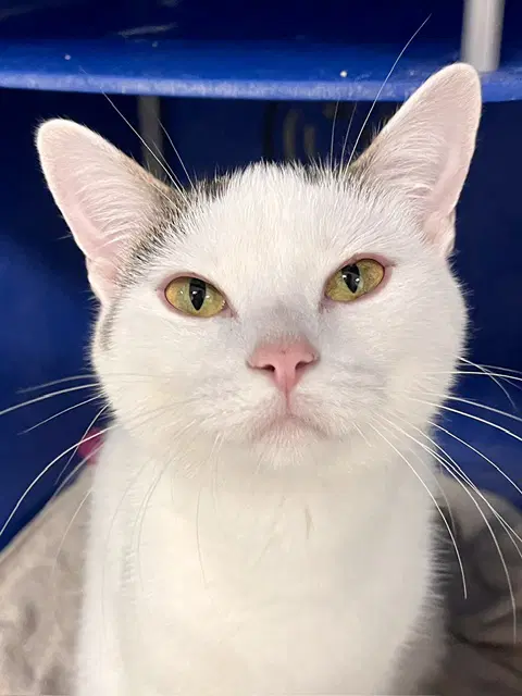 Muffin - Domestic Short Hair