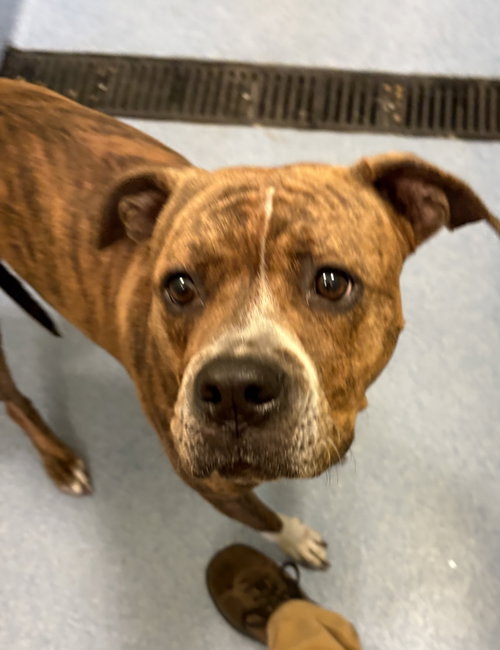 Buttercup, a dog for adoption from Humane Society of Burnett County