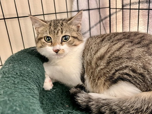 Butterball, a cat for adoption from Humane Society of Burnett County