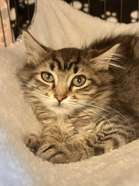 Rambo - Domestic Medium Hair