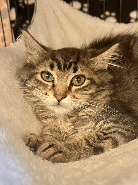 Rambo