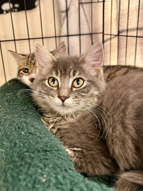 Florence, a cat for adoption from Humane Society of Burnett County