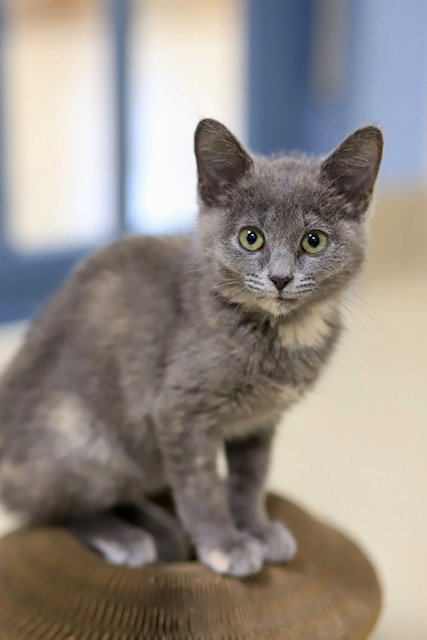 Tini, a cat for adoption from Humane Society of Burnett County