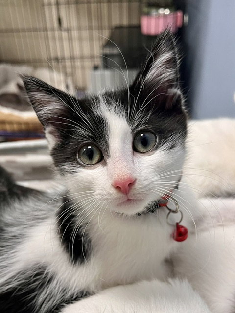 Snickers, a cat for adoption from Humane Society of Burnett County