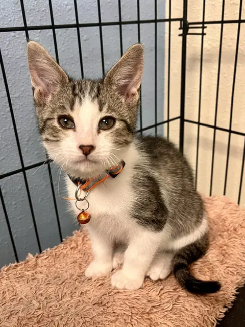 Pretzel - Domestic Short Hair