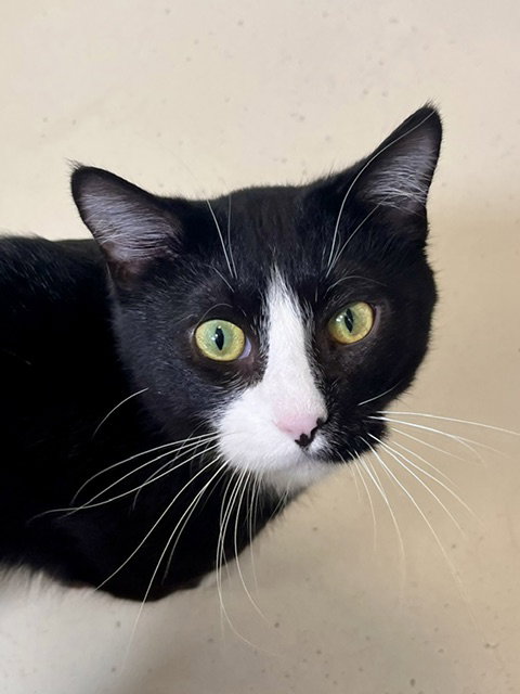 Sully, a cat for adoption from Humane Society of Burnett County