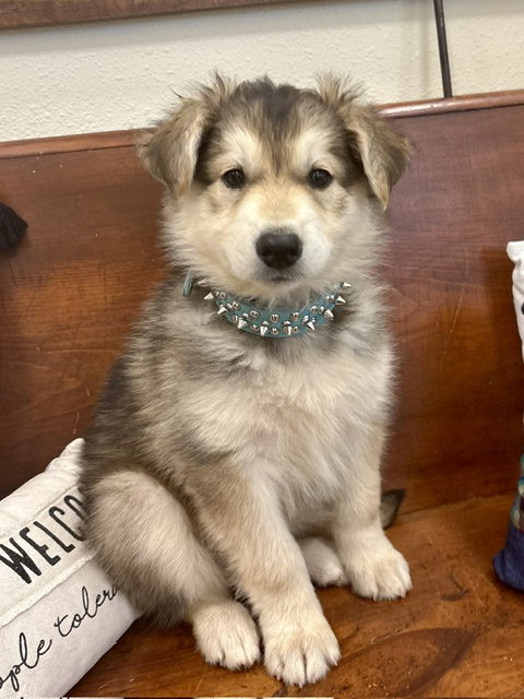 Tess, Shepherd
