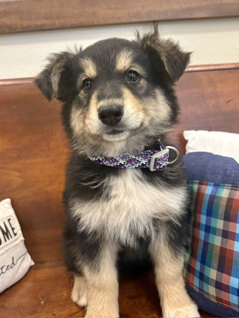 Louise, Shepherd