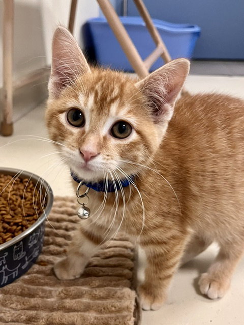 Acorn, a cat for adoption from Humane Society of Burnett County
