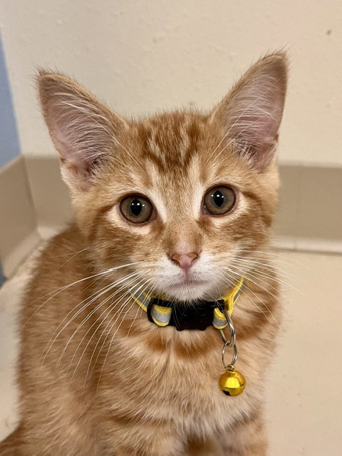 Rowan, Domestic Short Hair