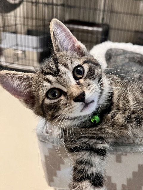 Leaf, Domestic Short Hair