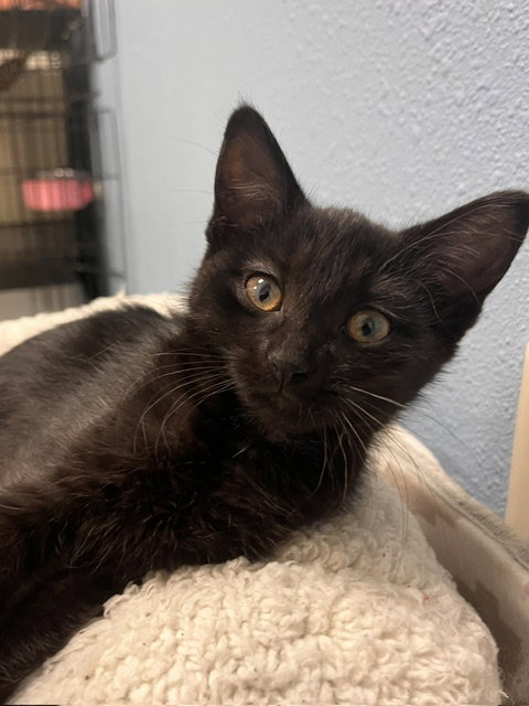 Autumn, a cat for adoption from Humane Society of Burnett County
