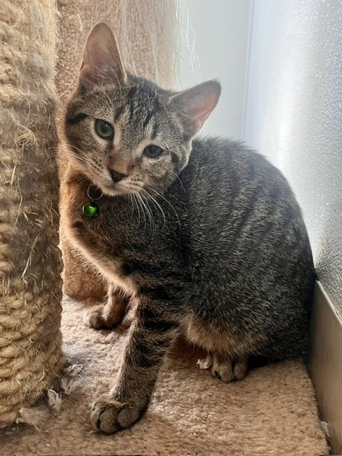 Teaspoon, a cat for adoption from Humane Society of Burnett County