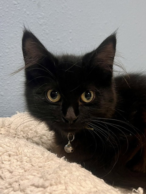Cornelius, a cat for adoption from Humane Society of Burnett County