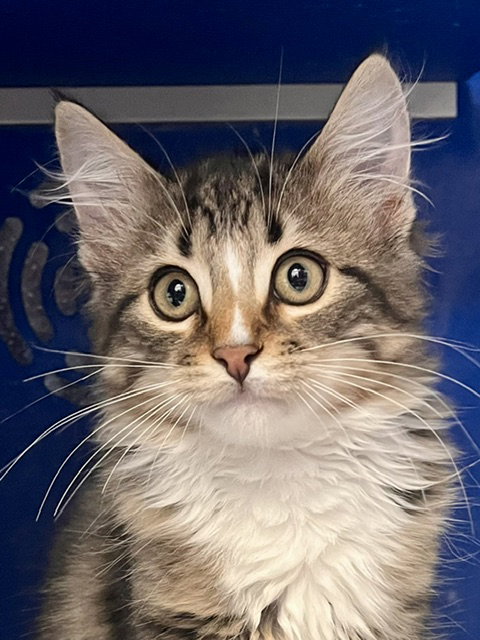Harry, a cat for adoption from Humane Society of Burnett County