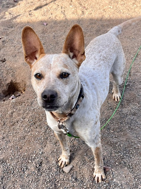 Indie, a dog for adoption from Humane Society of Burnett County