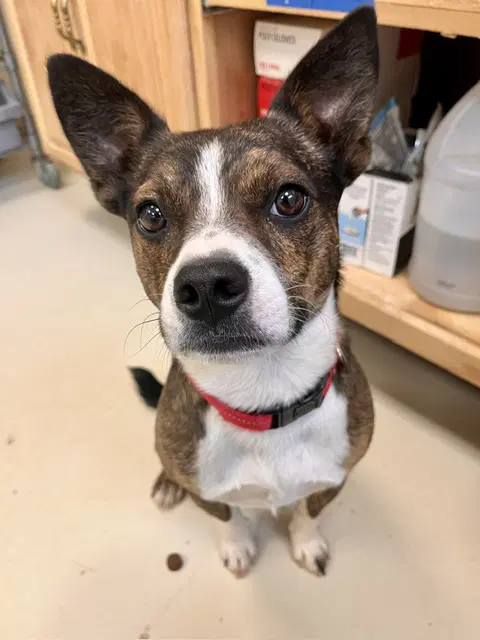 Sprout - Terrier