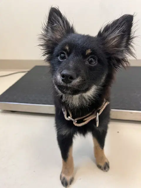 Gigi - Terrier