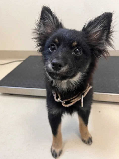 Gigi