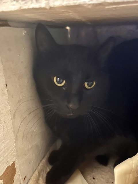 Blackie