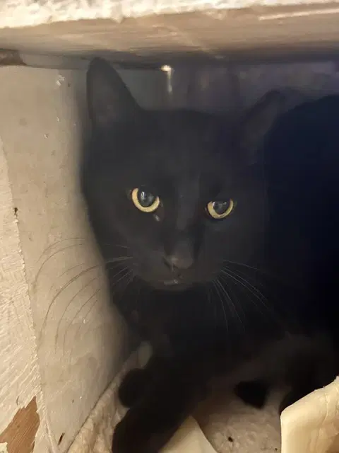 Blackie - Domestic Short Hair
