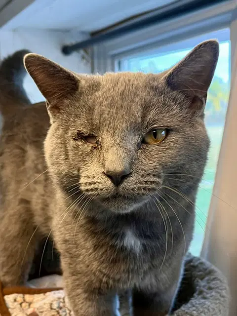 Smokey - Domestic Short Hair