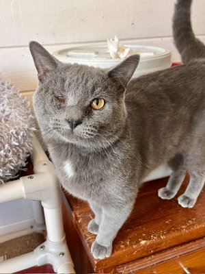 Smokey, photo 2