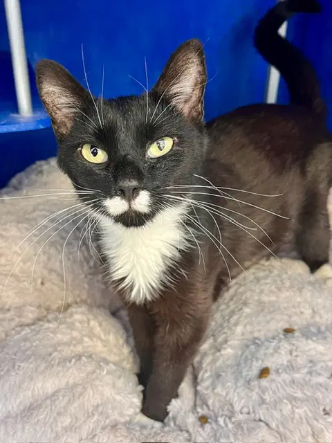 Magpie - Domestic Short Hair