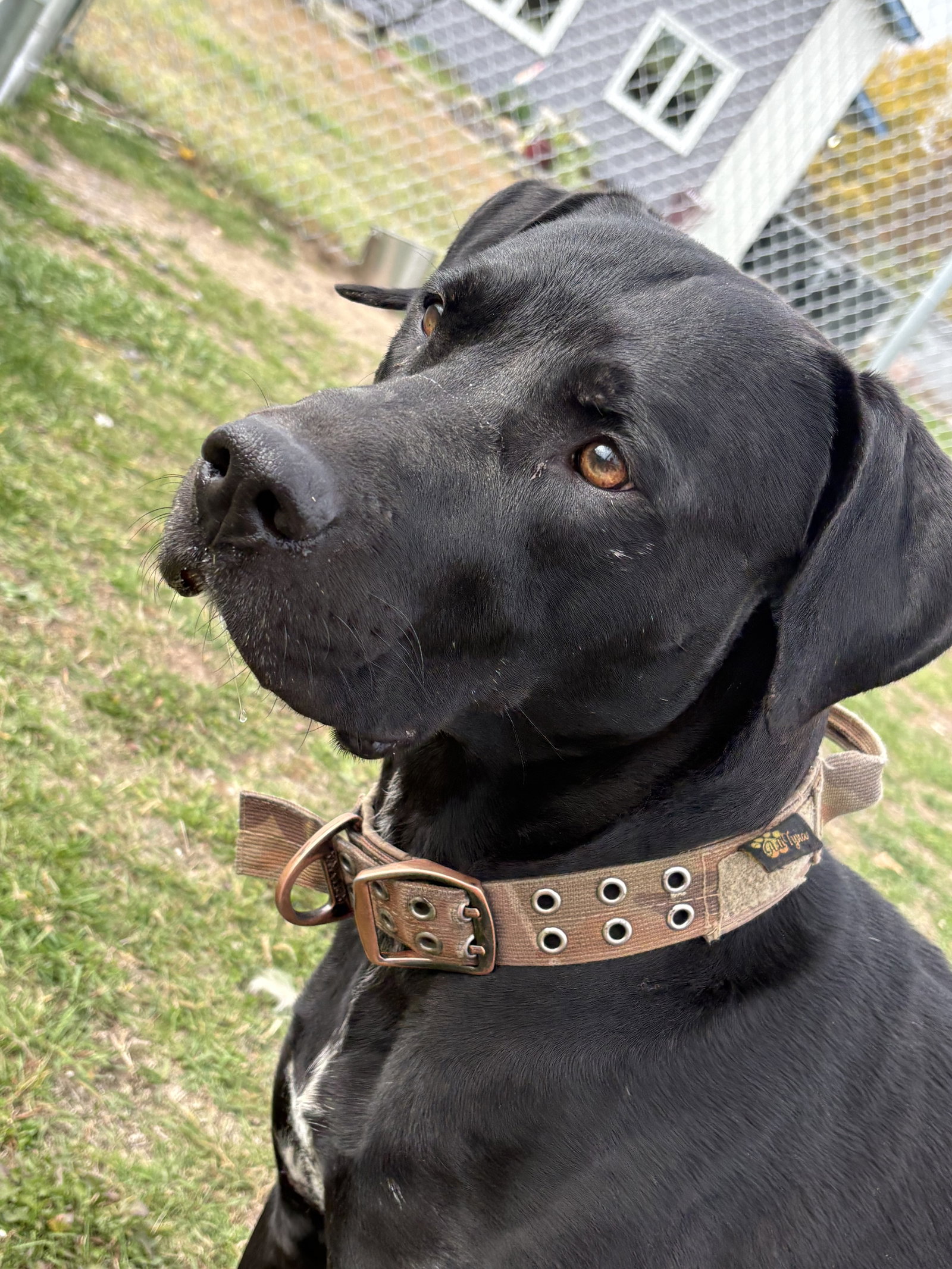 Diesel