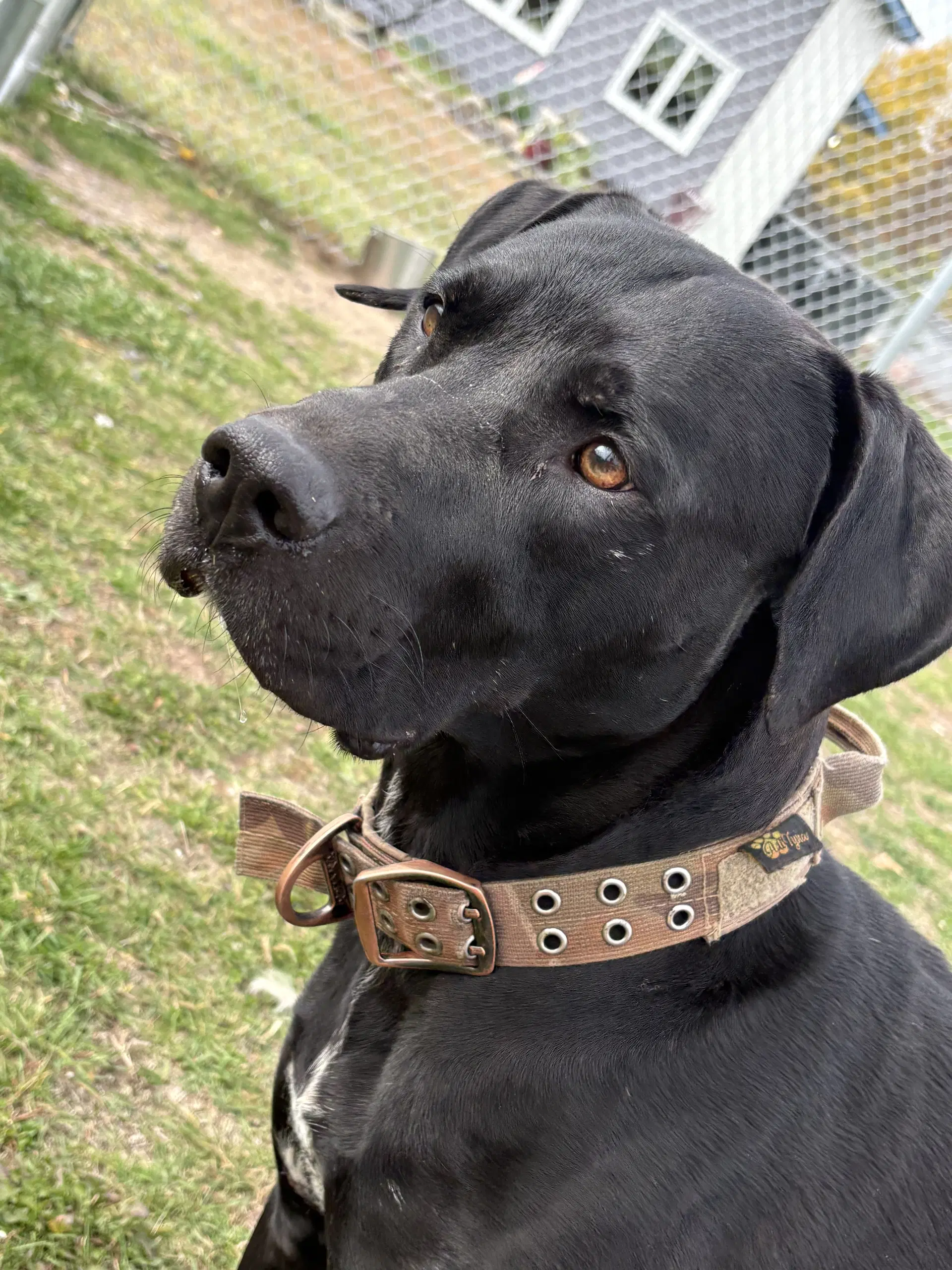 Diesel - Labrador Retriever