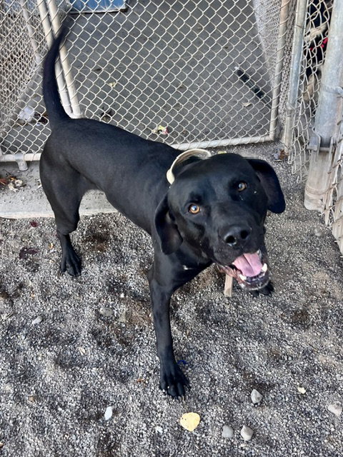Diesel, photo 2