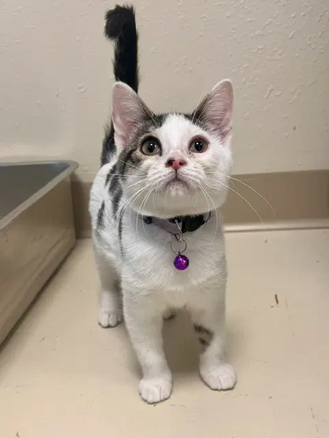 Juniper - Domestic Short Hair