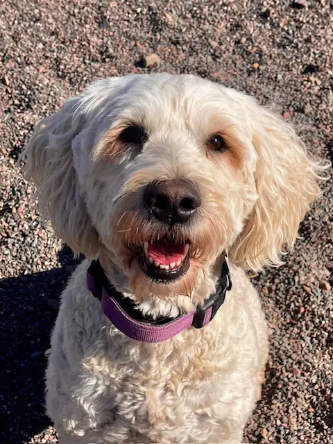 Lola - Goldendoodle