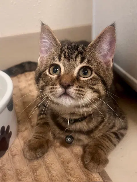 Bumblebee - Domestic Short Hair
