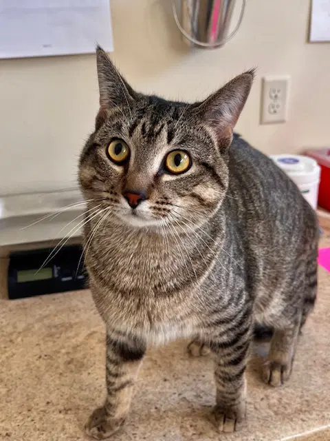 Mortimer - Domestic Short Hair