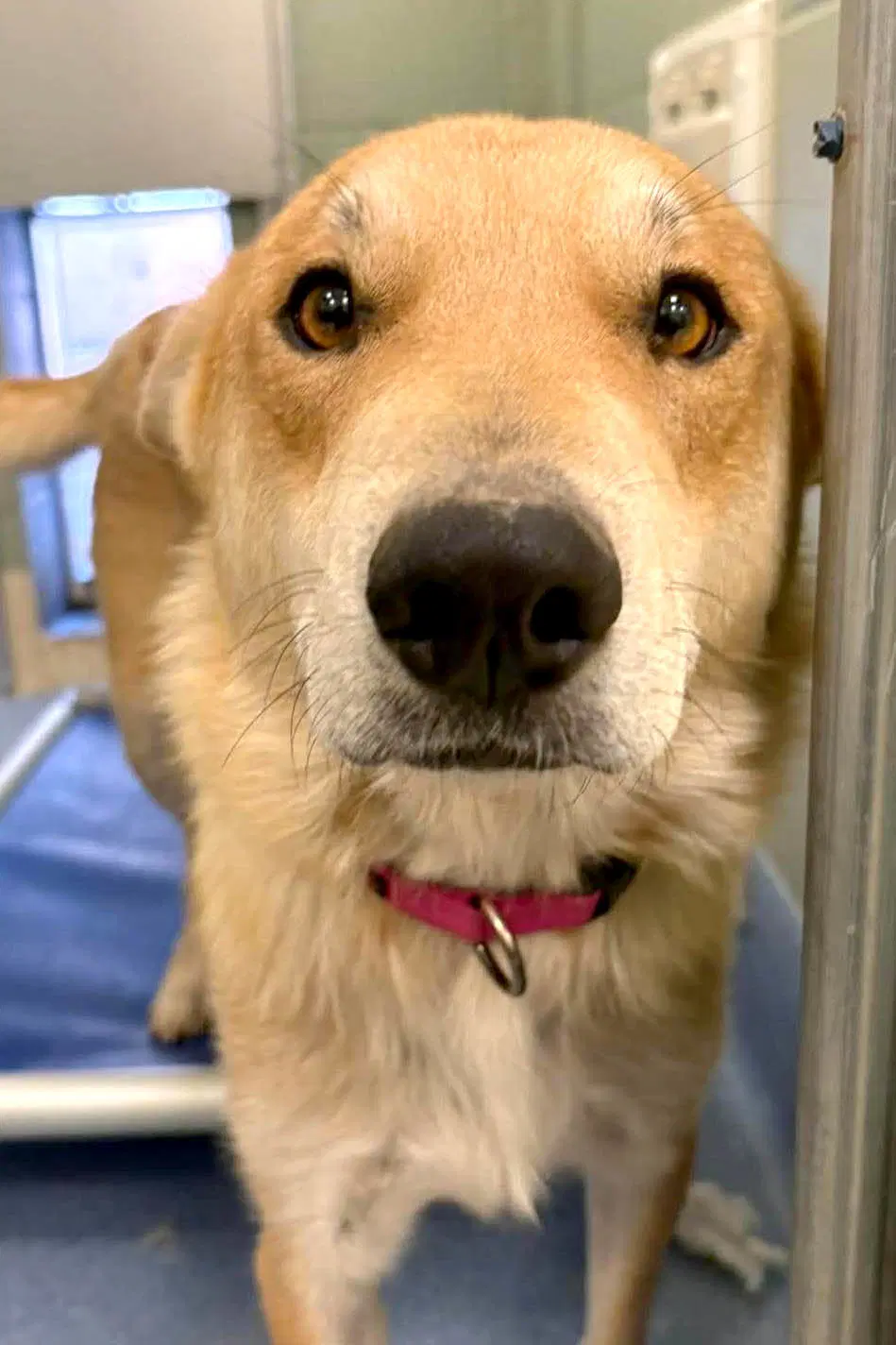 Winnie - Shepherd