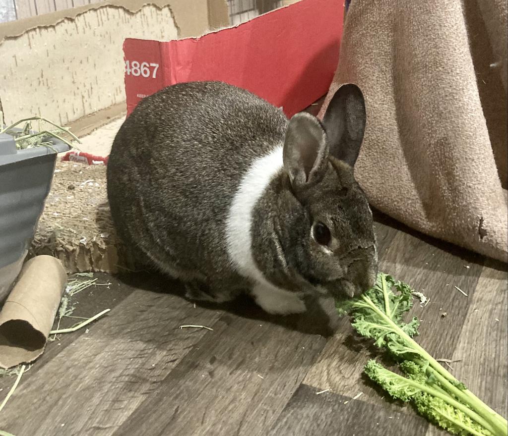 adoptable Rabbit in Libertyville, IL named Marshmallow