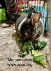 adoptable Rabbit in  named Marshmallow