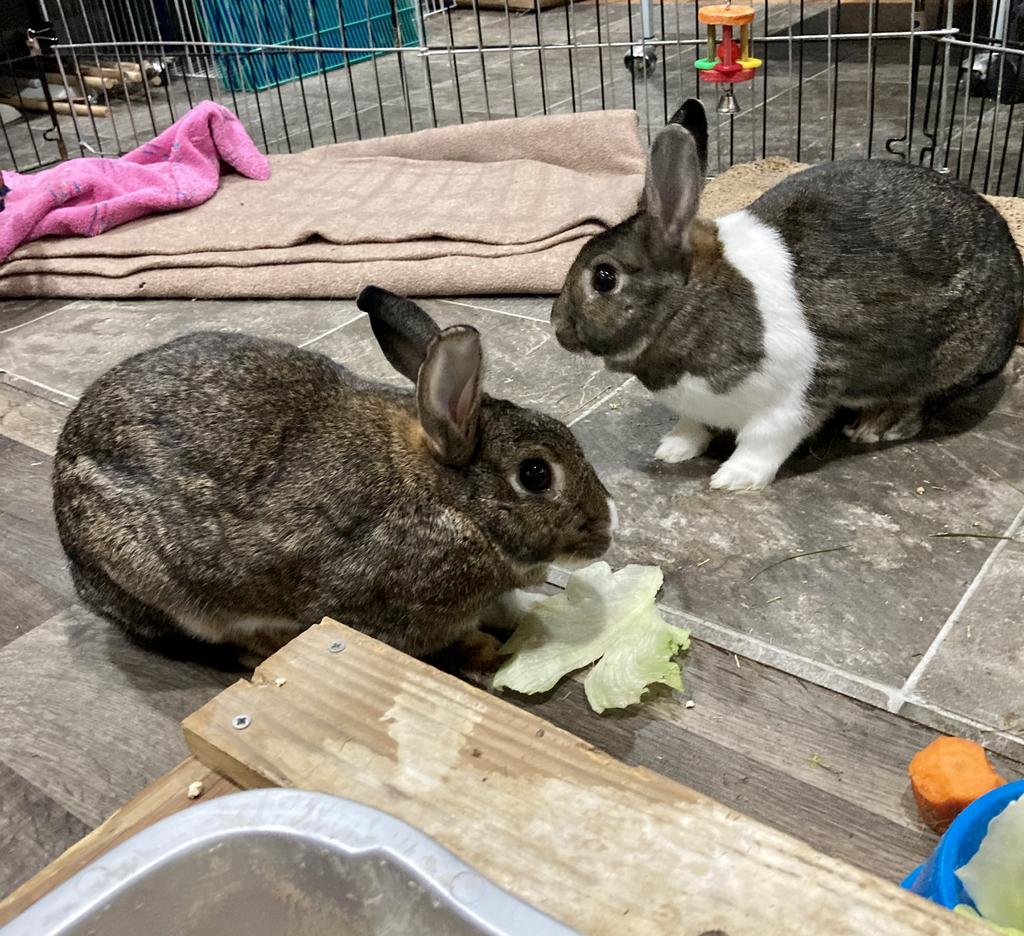 adoptable Rabbit in Libertyville, IL named Marshmallow