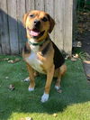 adoptable Dog in  named Cubby Joe