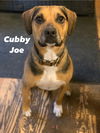 adoptable Dog in  named Cubby Joe