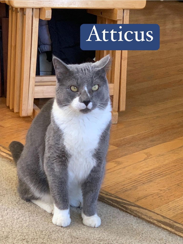 adoptable Cat in Libertyville, IL named Atticus