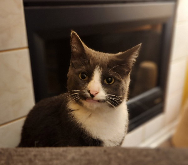 Finnegan