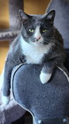 Finnegan - Photo 1