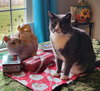 Finnegan - Photo 2