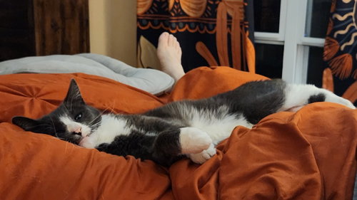FINNEGAN - Domestic Medium Hair for adoption in Kenosha