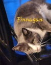 Finnegan - Photo 4